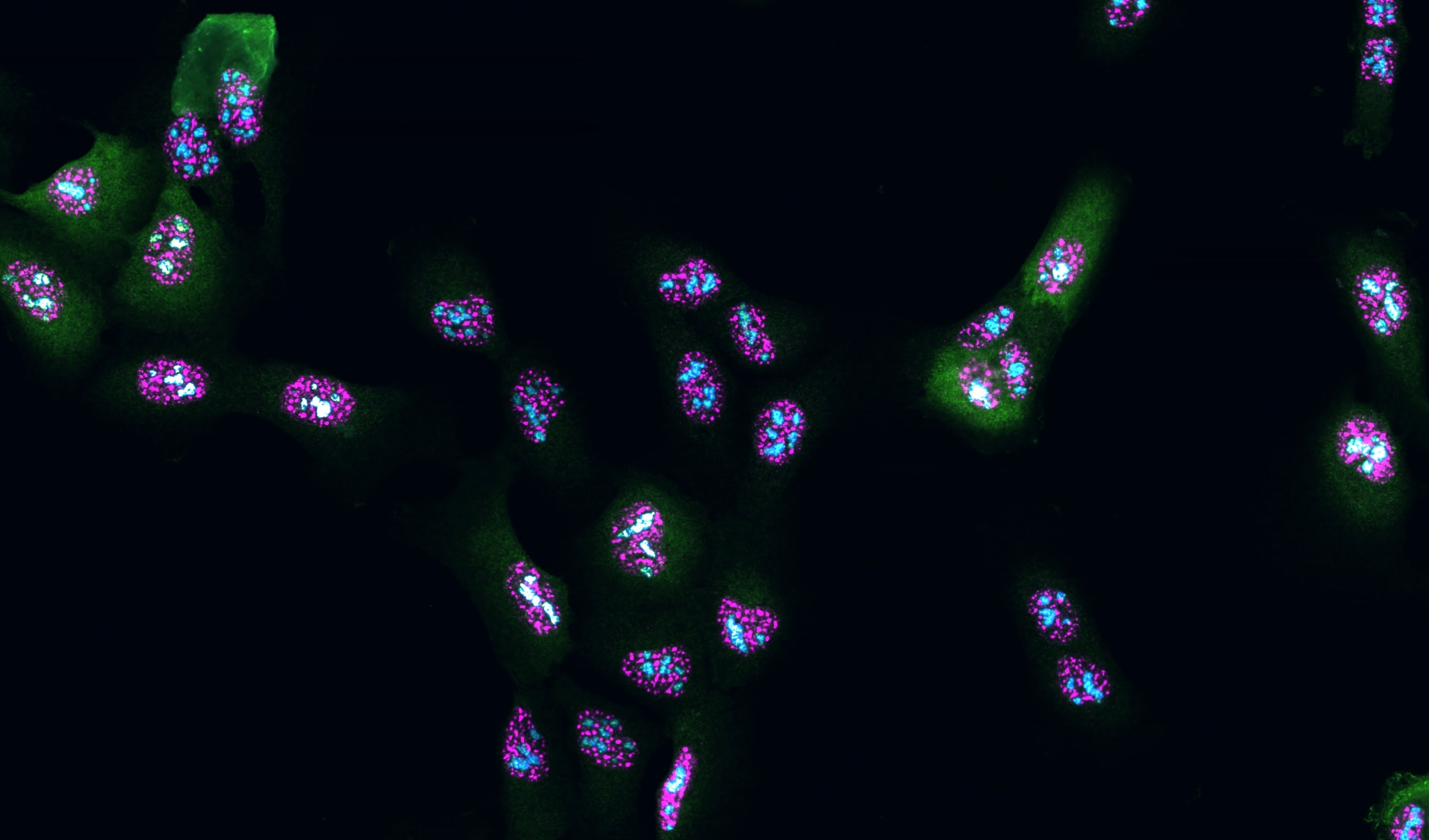Fluorescence microscopy of nucleolar condensates